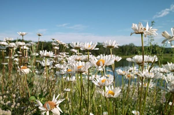 Wild Flowers and Pond van Jack Kunnen