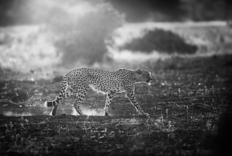 Backlit Cheetah van Jaco Marx
