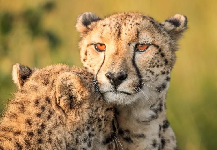 Cheetah eyes van Jaco Marx