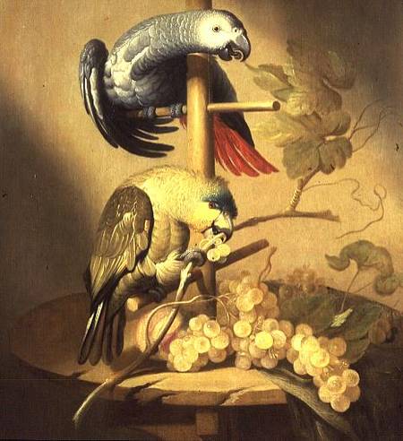 An African Grey and an Orange Winged Amazon Parrot on a Perch with Grapes van Jacob Fransz van der Merck