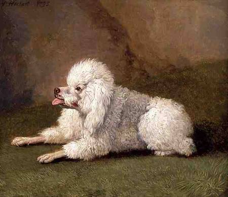 A Belgian Poodle van Jacob Philipp Hackert