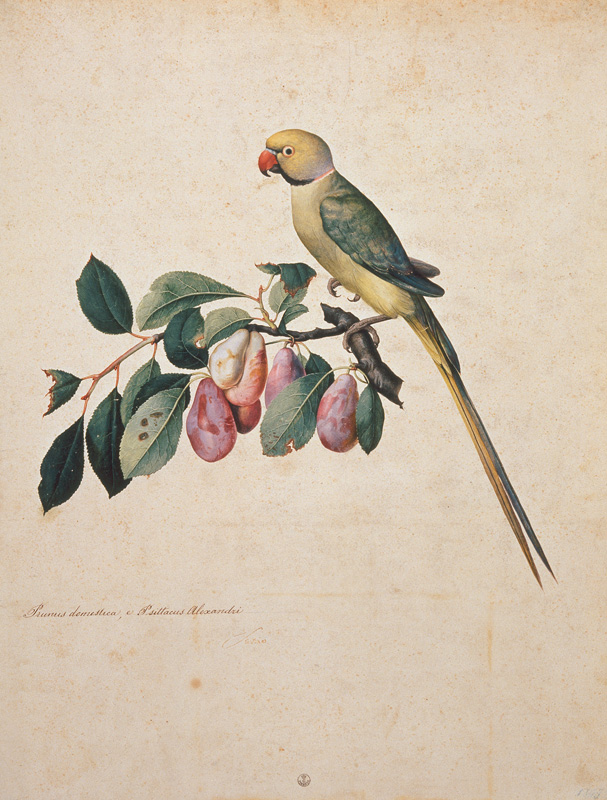 Prunus domestica, e Psittacus Alexan– dri van Jacopo Ligozzi