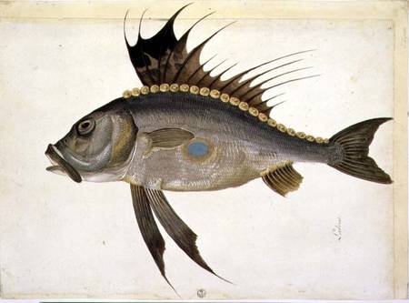 Fish van Jacopo Ligozzi