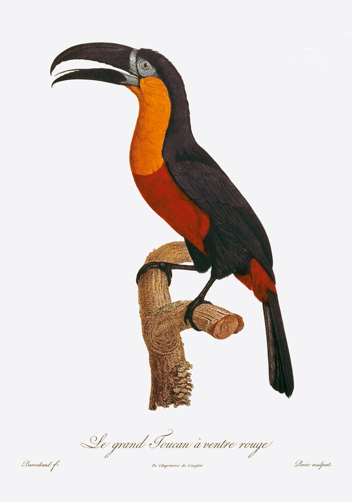 Toucan: Great Red-Bellied by Jacques Barraband van Jacques Barraband