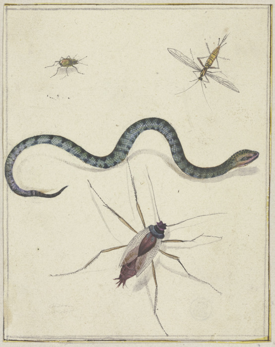 Drei unterschiedlich große Insekten und eine Schlange van Jacques de Gheyn II