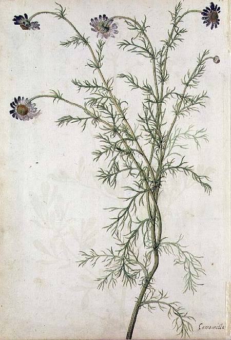 Chamaemelum nobile Allioni van Jacques Le Moyne