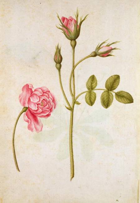Pink Rose van Jacques Le Moyne