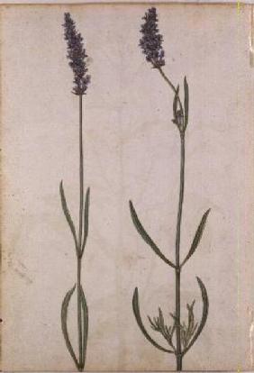 Lavandula officinalis (Old English Lavender)