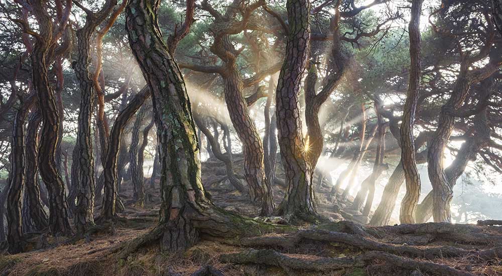 Sacred Pine Trees van Jaeyoun Ryu