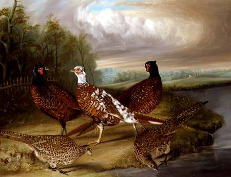 Pheasants by the River Wensum, Norfolk van James Blazeby