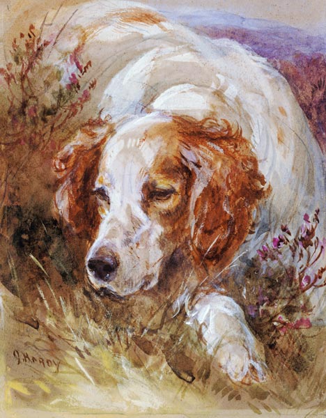 A Spaniel (w/c and bodycolour on paper) van James Jnr Hardy