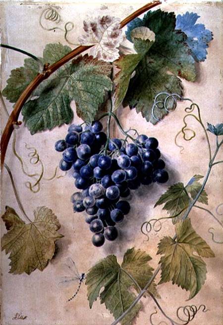 Black Grapes van James Sillett
