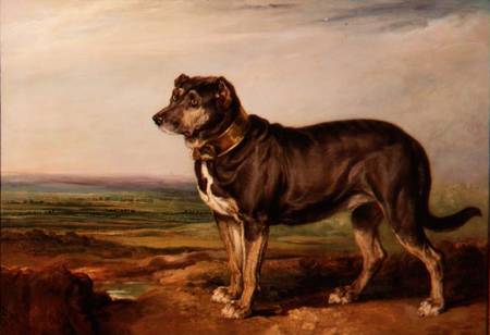 Portrait of `Vic', a Spanish Bloodhound van James Ward