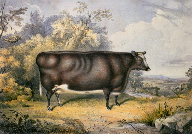 The Cottesmore Prize Heifer, 1837 (after Henry Strafford van James William Giles