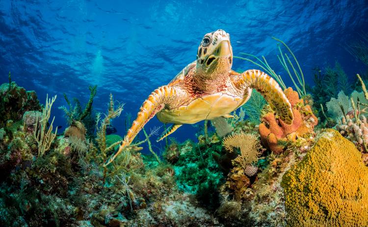 Hawksbill turtle swimming through Caribbean reef van Jan Abadschieff