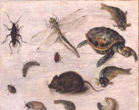 A Study of Insects, Sea Creatures and a Mouse van Jan Brueghel d. J.