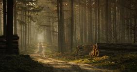 A forest walk