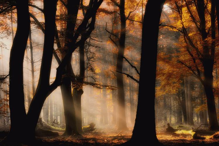Autumn light van Jan Paul Kraaij