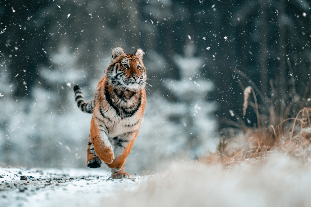 The Siberian tiger van Jan Rozehnal