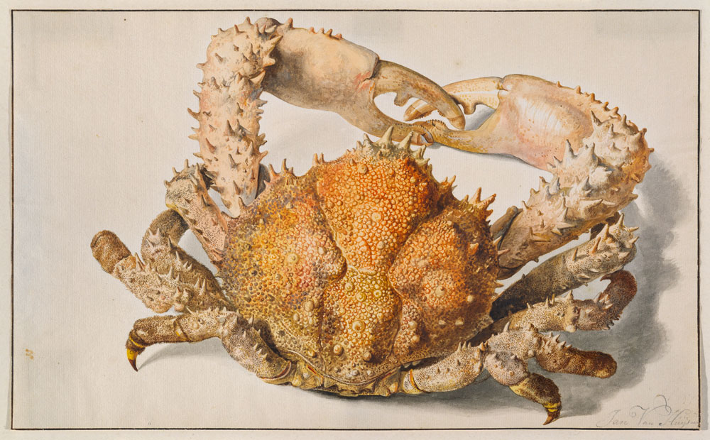 Eine Krabbe. van Jan van Huysum