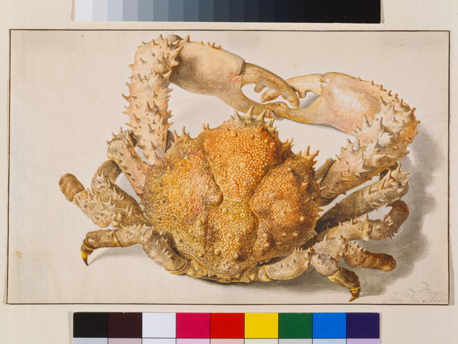 A Crab van Jan van Huysum