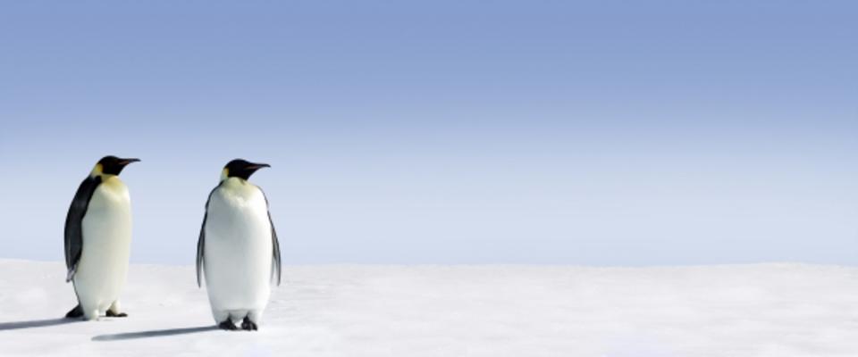 Penguin Panorama van Jan Will