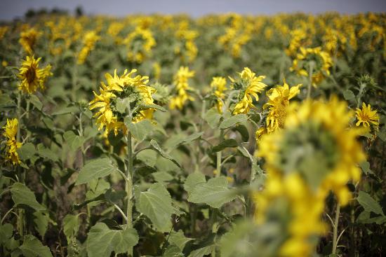 Sonnenblumen auf dem Feld van Jan Woitas