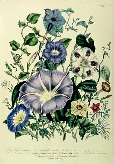 Bindweed, plate 26 from ''The Ladies'' Flower Garden'', published 1842 van Jane Loudon