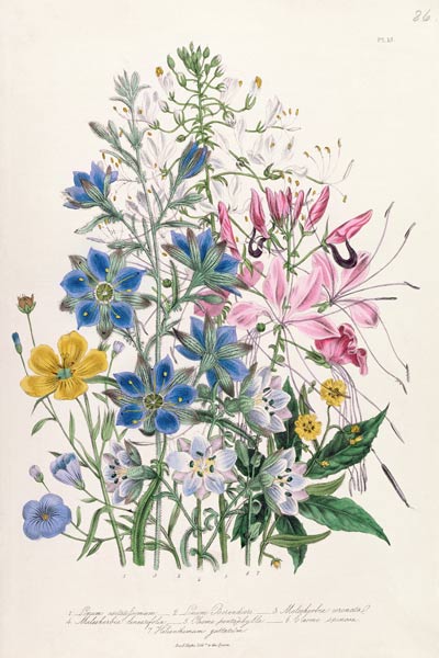 Cornflower, plate 15 from 'The Ladies' Flower Garden' van Jane Loudon
