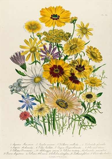Daisies, plate 31 from ''The Ladies'' Flower Garden'', published 1842 van Jane Loudon