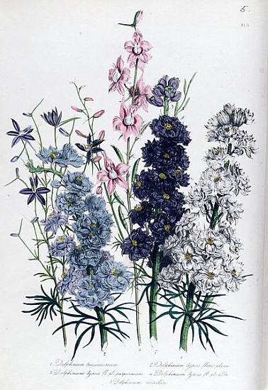 Delphiniums, plate 3 from ''The Ladies'' Flower Garden'', published 1842 van Jane Loudon