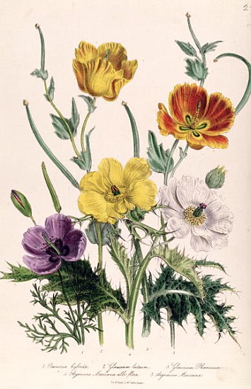 Poppies and Anemones, plate 5 from ''The Ladies'' Flower Garden'', published 1842 van Jane Loudon
