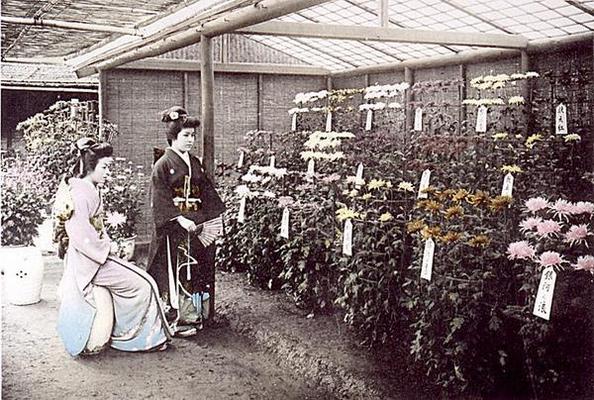 A rich display of chrysanthemums, 1905 (hand coloured photo) van Japanese School, (20th century)