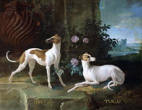 Misse and Turlu, two greyhounds of Louis XV