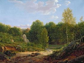 View of Fontainebleau Forest