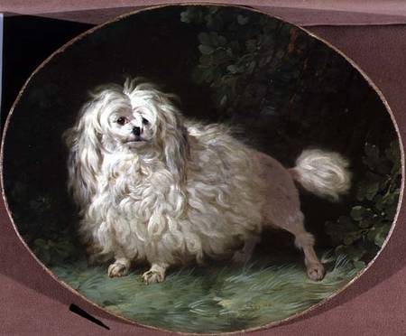 Portrait of a Poodle van Jean Jacques Bachelier
