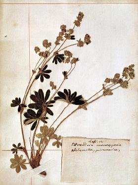 Alchemilla, from a Herbarium