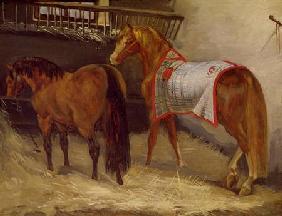 Horses in the Stables