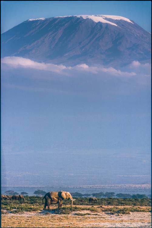 Kilimanjaro and the quiet sentinels van Jeffrey C. Sink
