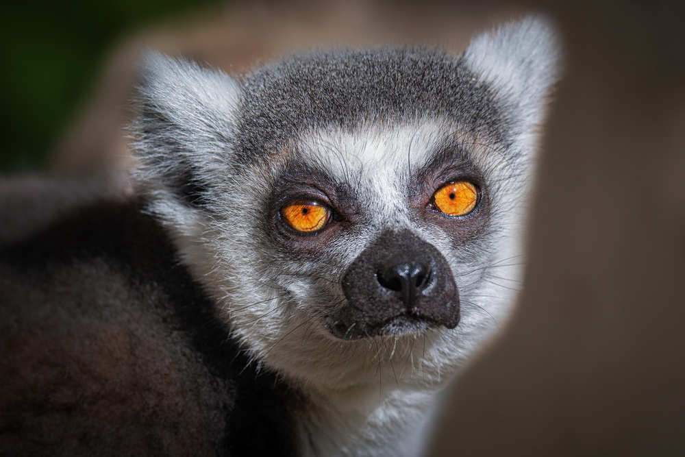 Madagascar Lemur van Jeffrey C. Sink