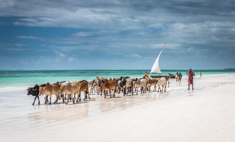 Masai cattle on Zanzibar beach van Jeffrey C. Sink