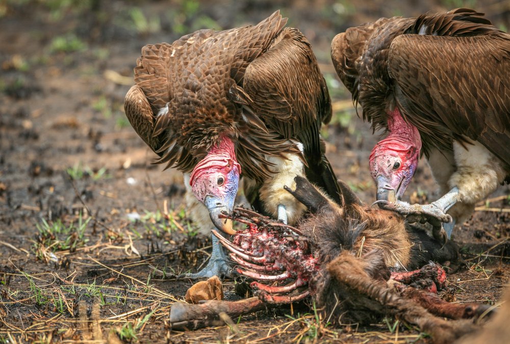 Nubian vultures van Jeffrey C. Sink