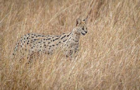 Serval cat in the tall red oat grass....