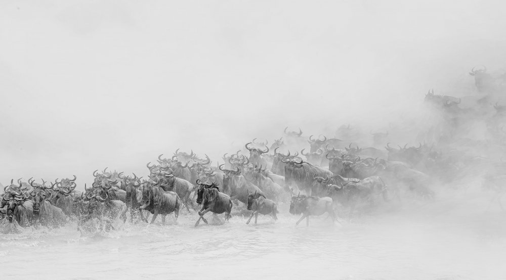 Migration ( wildebeests crossing river) van Jennifer Lu