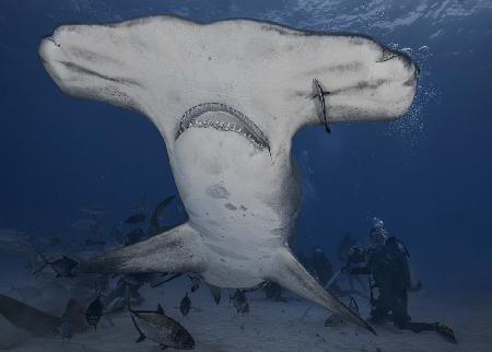Dive with Giant (hammerhead shark in wild ocean)