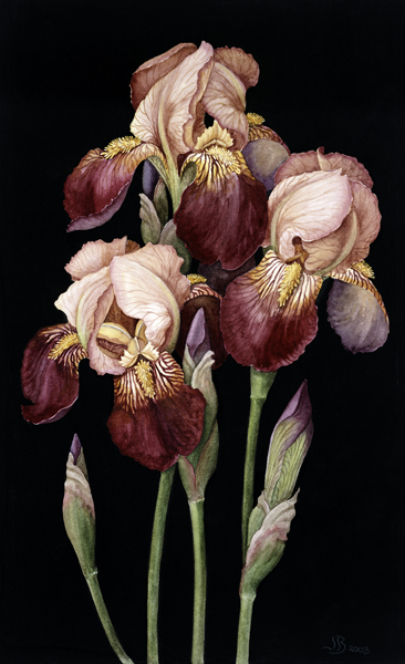 Irises, 2004 (w/c on paper)  van Jenny  Barron