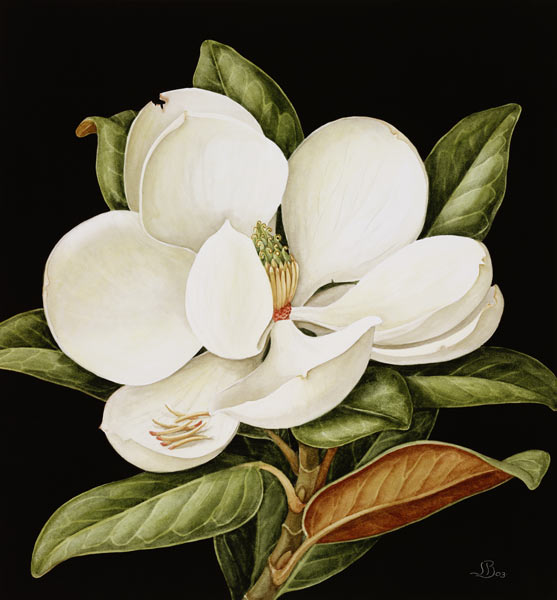 Magnolia Grandiflora, 2003 (w/c on paper)  van Jenny  Barron
