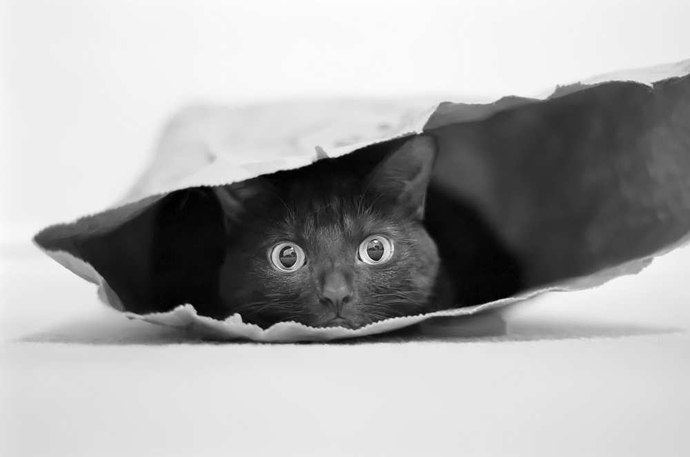 Cat in a bag van Jeremy Holthuysen