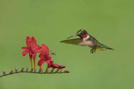 Hummingbird and Bee