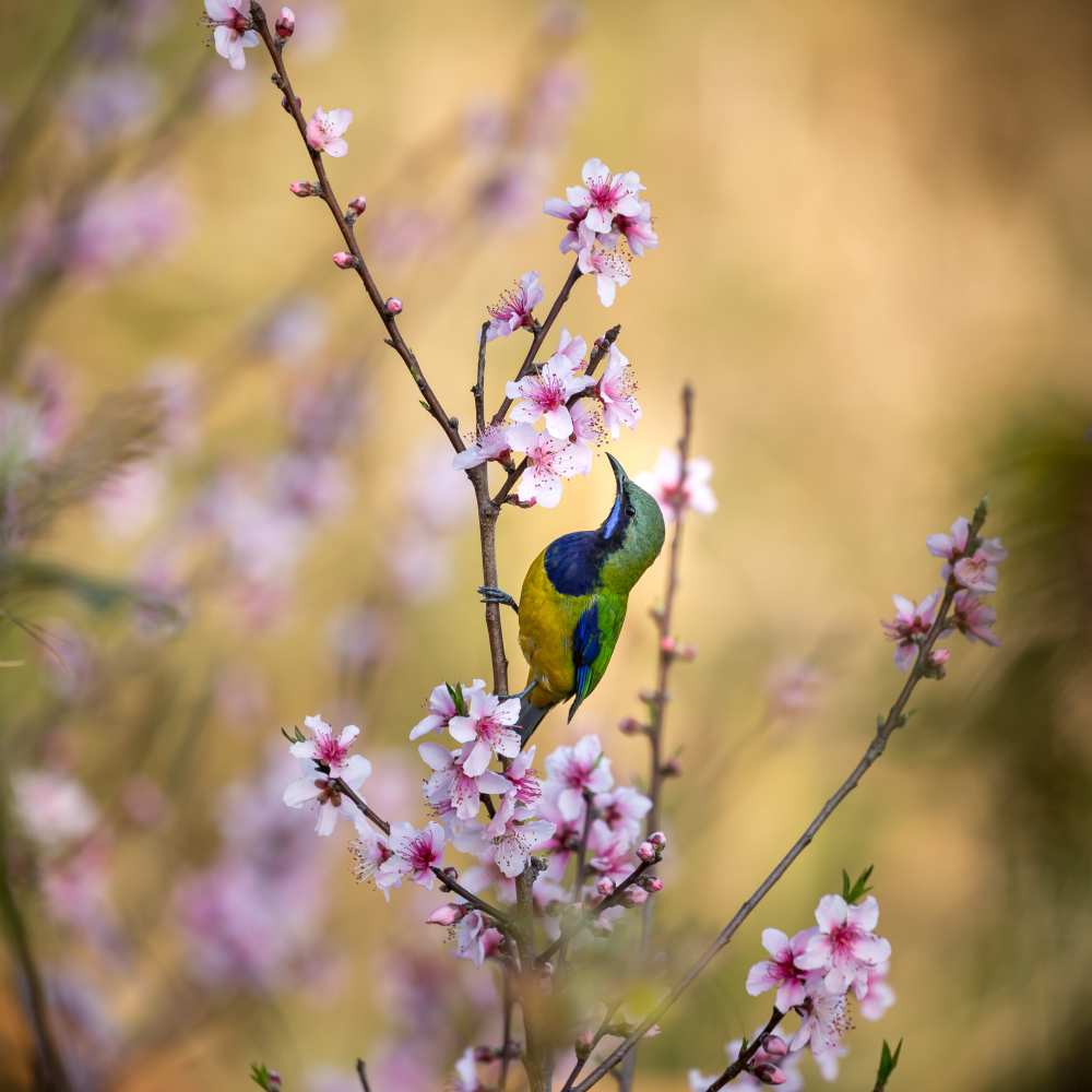 Bird Whispering to the Peach Flower van Jianfeng Wang